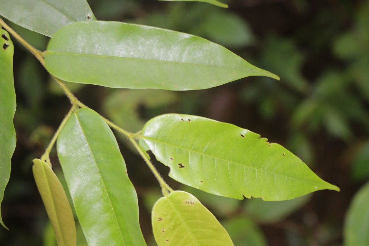 Doona trapezifolia Thwaites